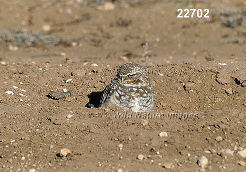 Burrowing Owl (Athene cunicularia)